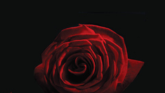 For Vendetta vrose theme