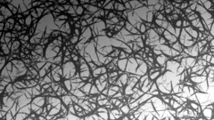 For Your just looking what did idk