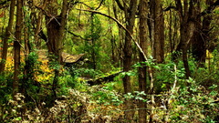 Forest abandoned 1920x1200