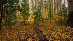 Forest autumn fall golden mania