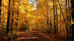 Forest autumn fall Wood herbst goldenen