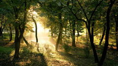 Forest avenue sun Rays