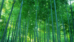 Forest bamboo