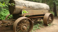 Forest cars cart logs