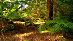 Forest Green moss path woods 1680x1050 moos