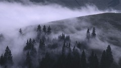 Forest misty some forests Jura get let