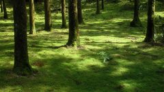 Forest moss