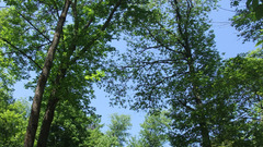 Forest one The and More same pano