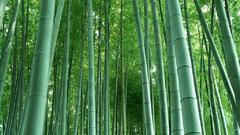 Forest Op here Internet