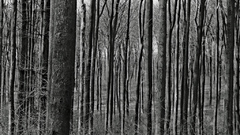 Forest Trees bw large