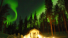 Forests aurora borealis