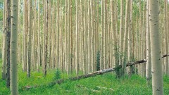 Forests birch Landscapes nature