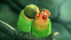 Forests Birds Parrots love