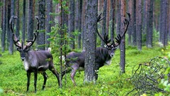Forests caribou