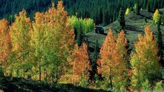 Forests evergreens deciduous trees