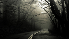 Forests fog roads Greg