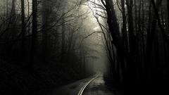 Forests fog roads Greg