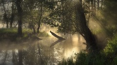 Forests fog swamp rivers