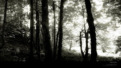 Forests grayscale monochrome Trees