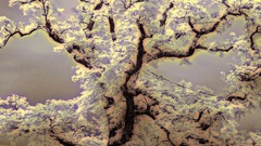 Forests Great forest