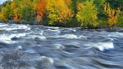 Forests Great forest