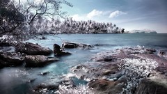 Forests Great forest