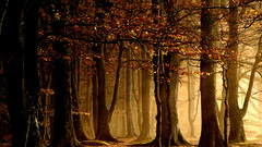 Forests leaves nature Trees