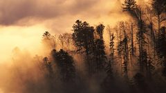 Forests mist Landscapes nature