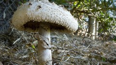 Forests mushrooms Chlorophyllum brunneum