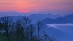 Forests north carolina joyce