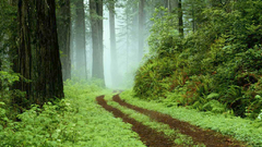 Forests paths