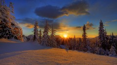 Forests sunset winter