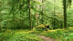 Forests trail moss