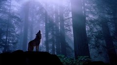 Forests Wolves