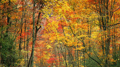 Forests woods Plants nature