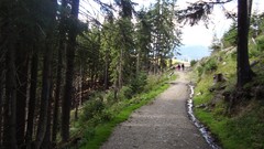 Forests woods woodstock romania