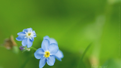 Forget-me-nots