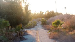 Forgotten Landscapes sunrise sunset Plants roads