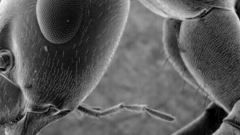 Formicidae Extra insect