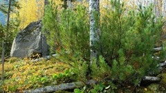 Forrest nature autumn siberia