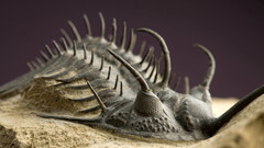 Fossil