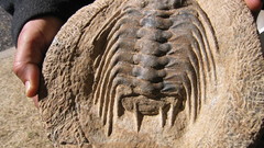 Fossil trilobite