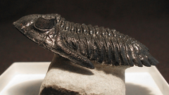 Fossil trilobite