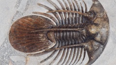 Fossil trilobite
