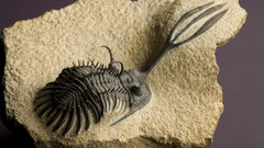 Fossil trilobite