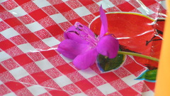 Fotos familie and This