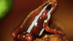 Found This little guy