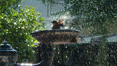 Fountain bird bathing bird