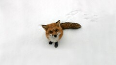 fox cubs snow fox Animals Mammals looking at viewer