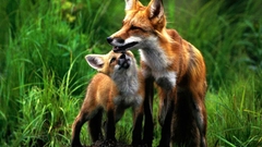 Foxes